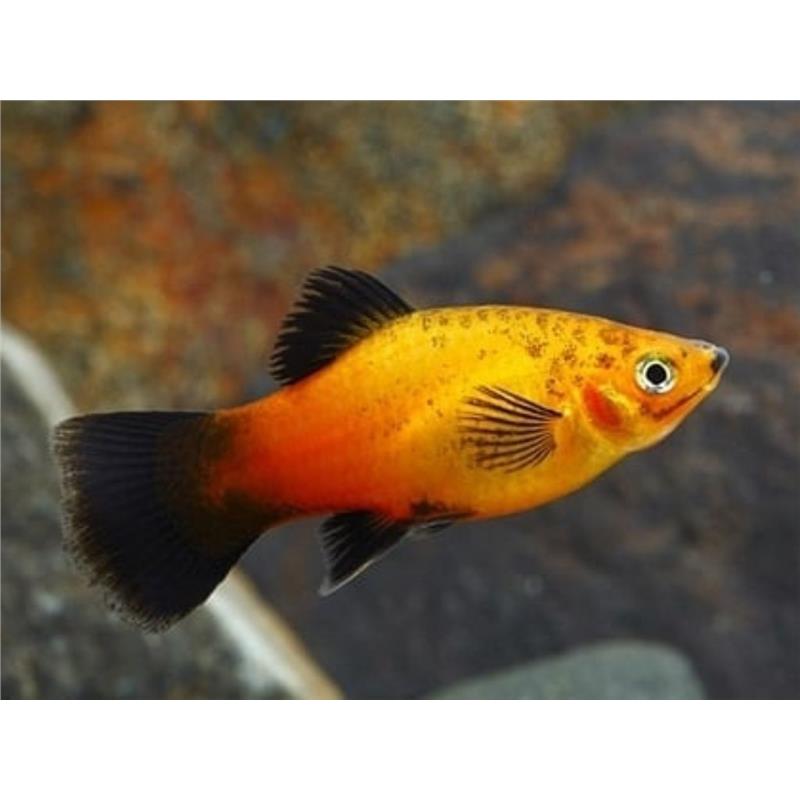 Xiphophorus maculatus apple - imagine 3